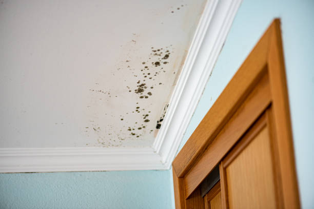 Best Mold Damage Repair  in Lake Caroline, VA
