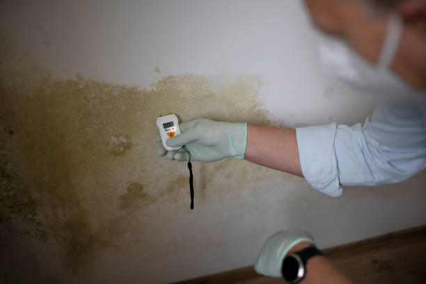 Mold Removal and Inspection in Lake Caroline, VA