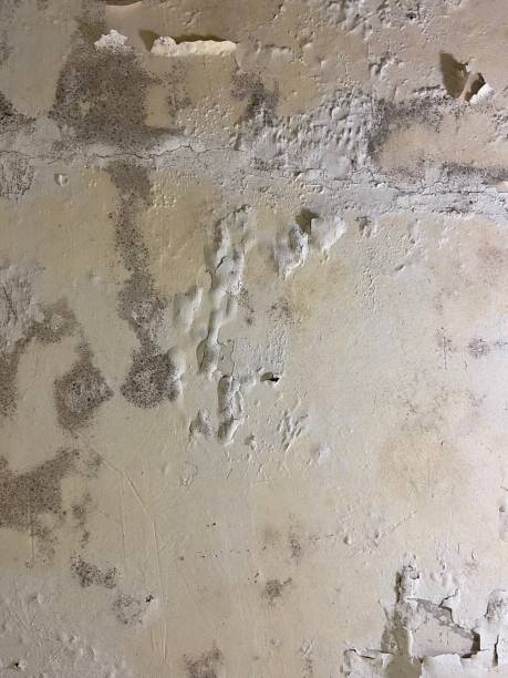 Best Fast Mold Removal  in Lake Caroline, VA