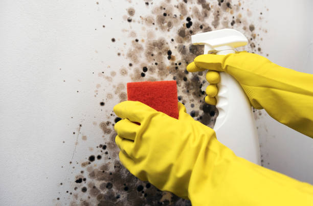 Mold Testing and Removal in Lake Caroline, VA