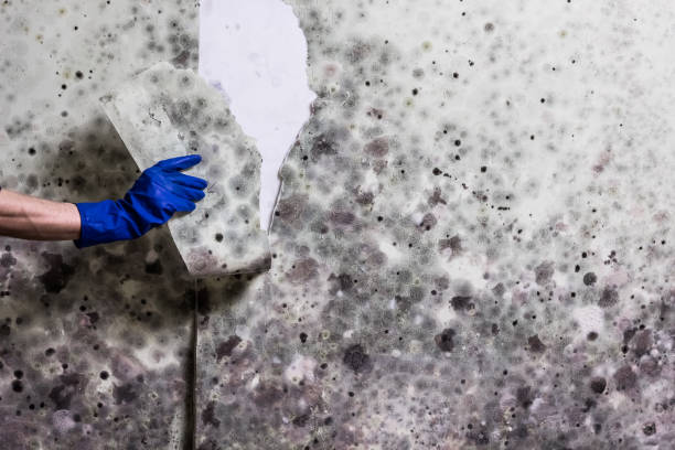 Attic Mold Removal in Lake Caroline, VA