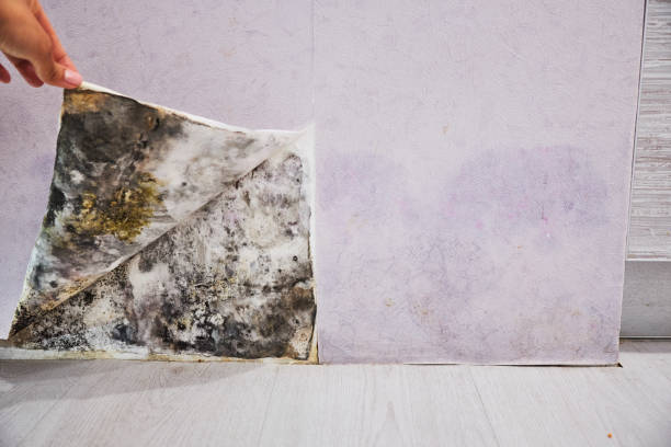 Best Mold Removal Specialists  in Lake Caroline, VA